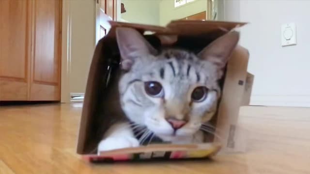 S01:E17 - Traumatic Petting Zoo Experiences