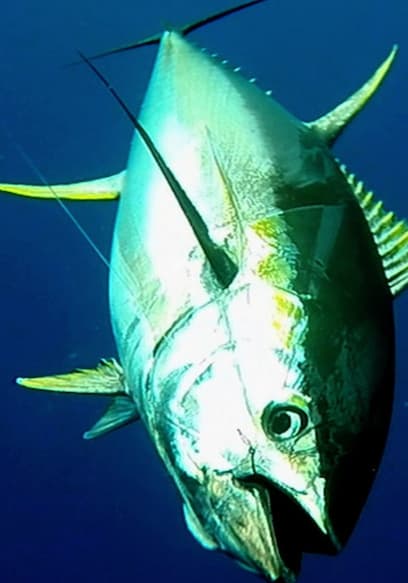 S01:E11 - Fishing Giants on the Kite: Cabo San Lucas, Part 1 poster