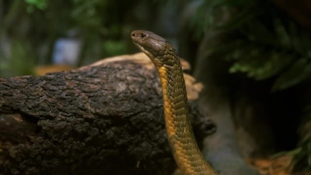 S01:E06 - Love Shack