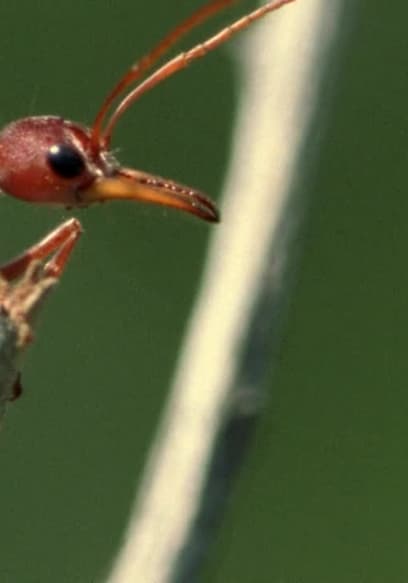 S01:E02 - Ants poster