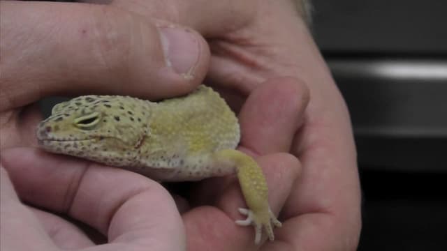 S01:E13 - Esther Nobl