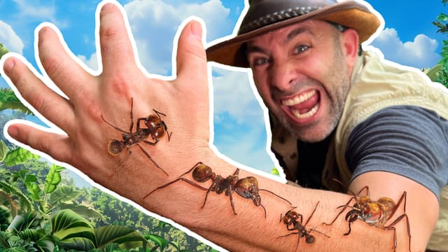 S01:E13 - Bitten by Giant Soldier Ants!