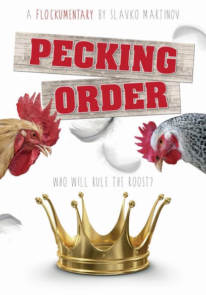 Pecking Order Trailer