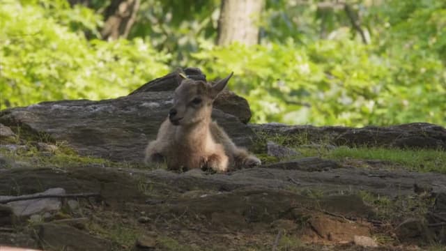 S03:E03 - Andre the Baby Goat