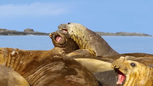 S01:E01 - We Blind-Ranked Blobby Beasts