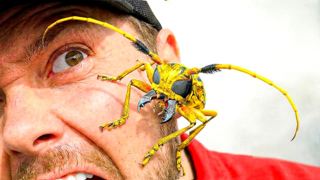 S01:E02 - Most Bizarre Insects of the Wild