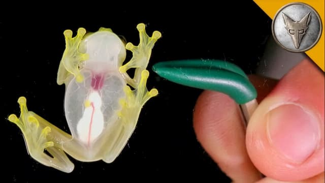 S01:E15 - Masters of Disguise: Invisible Frogs & Leaf Creatures