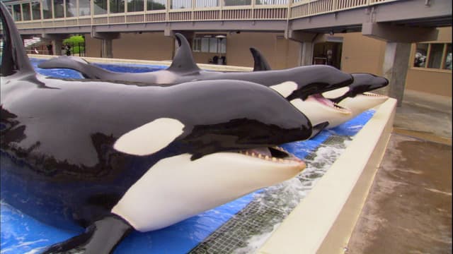 S03:E07 - Something's Fishy