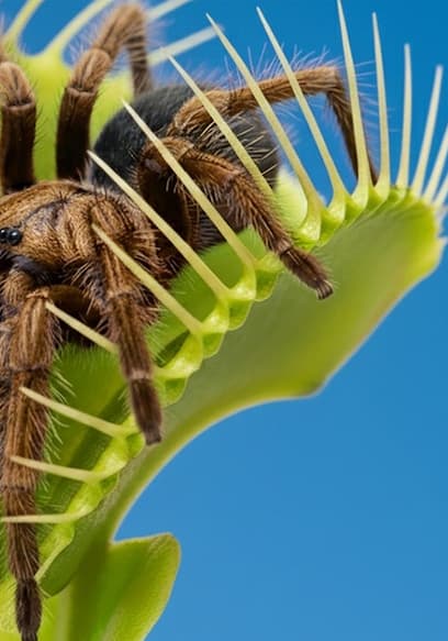 Póster de S01:E10 - Simulating a Venus Flytrap Ecosystem (Full Build)