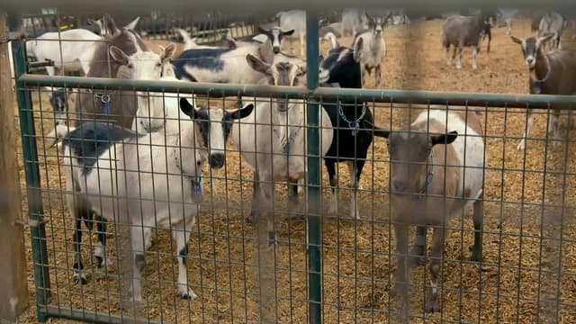 S01:E05 - Goat Cheese