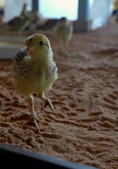 S01:E20 - Protecting the Prairie Chicken poster