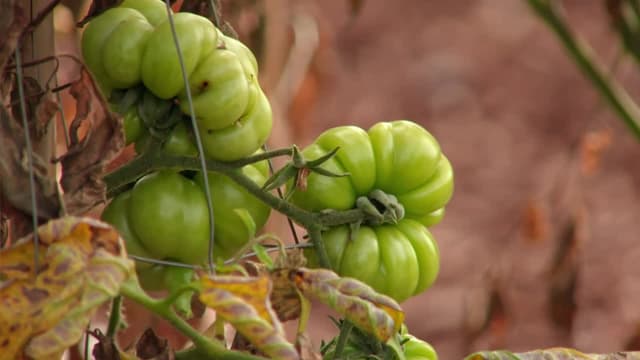 S15:E38 - Episode 38