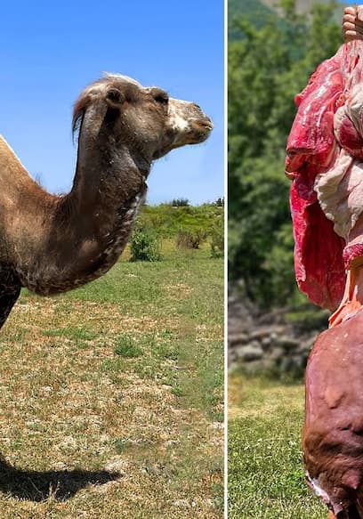S01:E09 - Stewed Camel Entrails poster