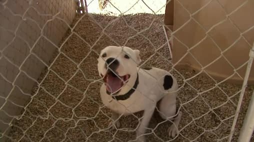 Watch Pit Bulls Parolees S01:E01 Second Chance Ranch Free TV