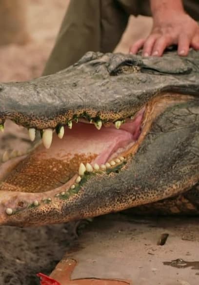 S01:E04 - Dog Tails and Crocodile Jaws poster