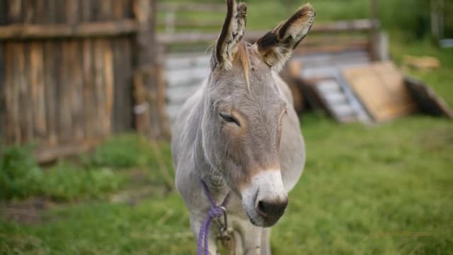 S01:E10 - ¡Monopolio, códigos de área, esmoquin y más!