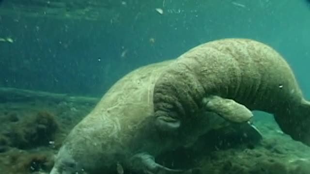 S01:E13 - Manatees