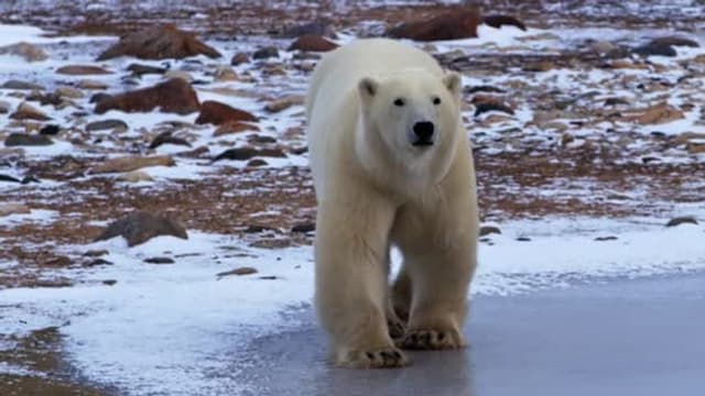 S01:E04 - Polar Bear Doc on Call