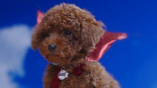 S01:E03 - Superpants / Mittens’ Parade / Puppies and Holes