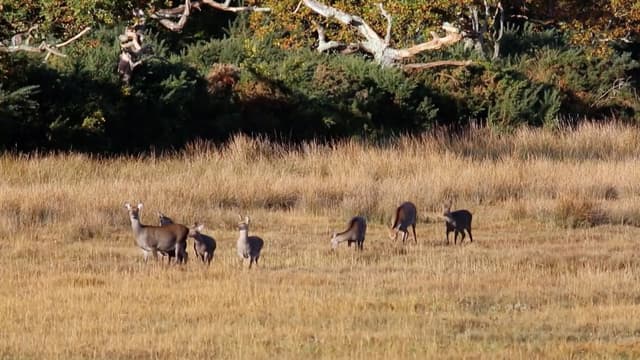 S01:E08 - Deer