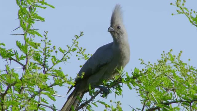 S01:E05 - La vida de la sabana