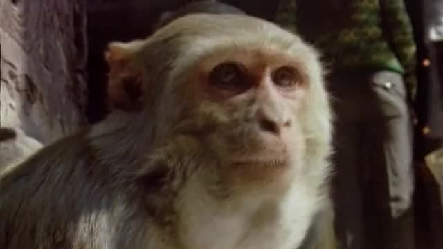 S01:E04 - Varmints: Most Annoying Animals on Earth