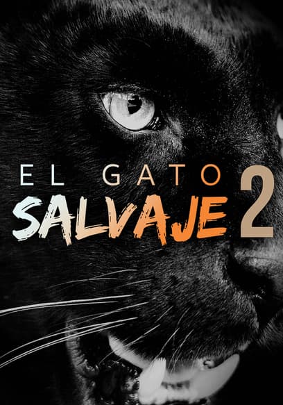 El gato salvaje 2