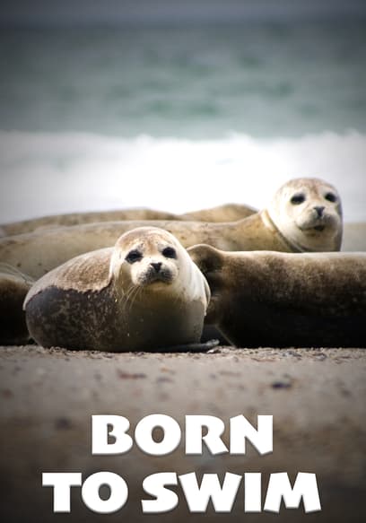 Born to Swim