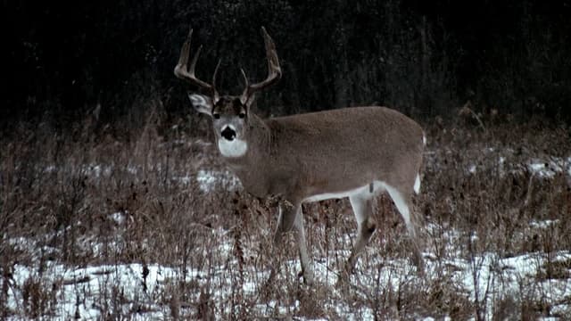S09:E19 - The Last Hour of the Last Day of My Saskatchewan Whitetail Hunt