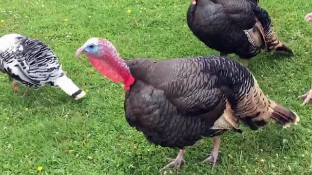 S01:E08 - Top 10 Times the Security Footage Was Better Than TV