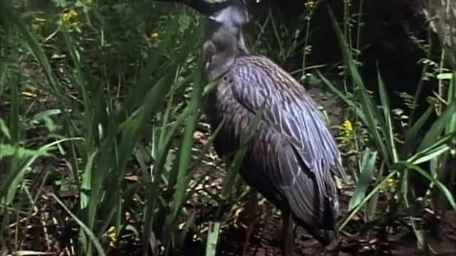 S07:E706 - Swamp Critters