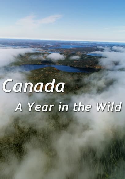 Canada: A Year in the Wild poster