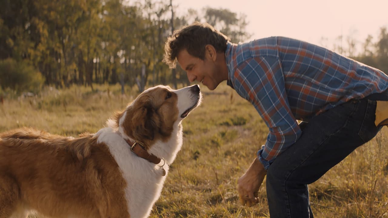 Watch A Dog's Journey