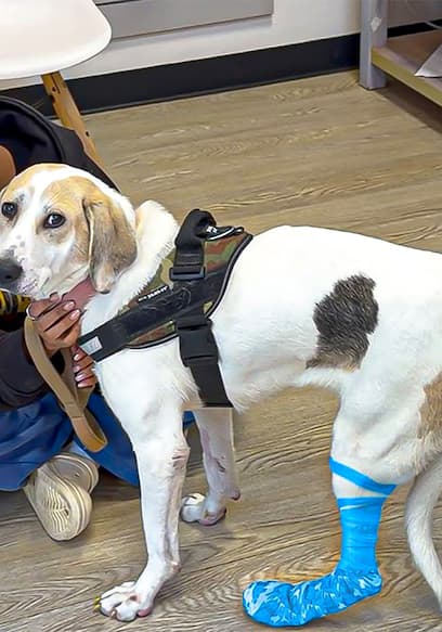 S02:E08 - Our Injured Rescue Dog Had to Get Emergency Surgery... poster