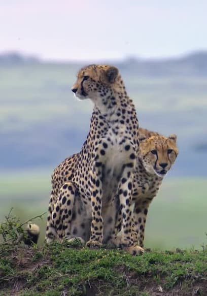 S01:E07 - The Secret Lives of Cheetahs poster