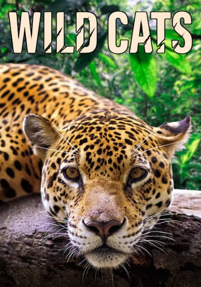 Wild Cats