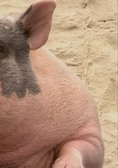 S01:E14 - Kitty Gardening Pig poster