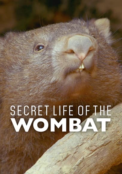 Secret Life of the Wombat