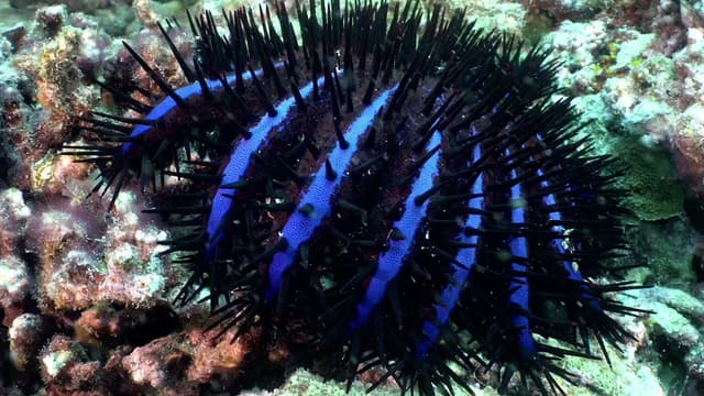 S01:E14 - Searching for Zebra Sharks in the Indian Ocean