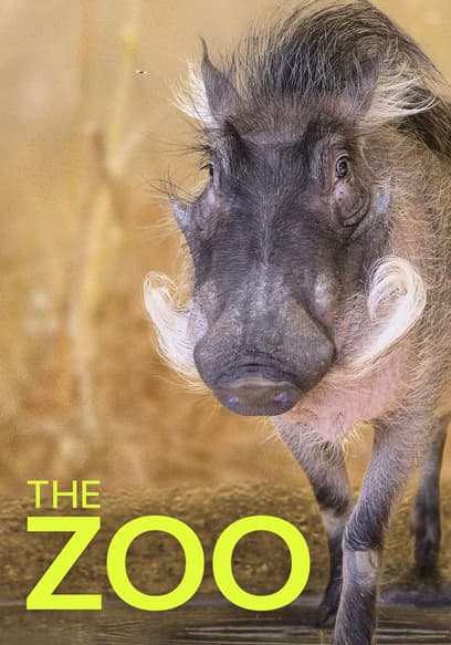 The Zoo