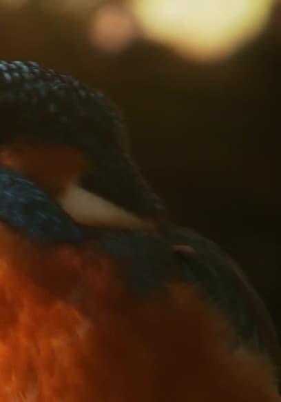 Return to the River: Diary of a Wildlife Cameraman Trailer