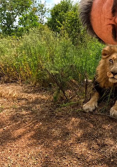 S02:E01 -  Lion, Leopard and Hyena Reunite with Human poster