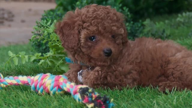 S02:E11 - My Lettuce / The Happy Day Parade / Pants and the Rainbow Rope