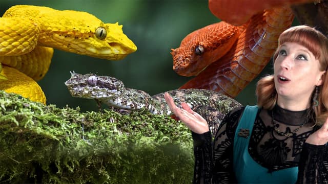 S01:E11 - Animals That Broke Science: From Sea Snugs to Sea Snakes Compilation