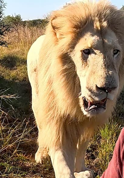 S01:E04 - Aggressive Lion or Loving Leader? poster