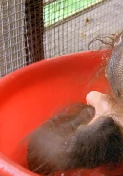 S01:E06 - Orang and Orang Utan poster