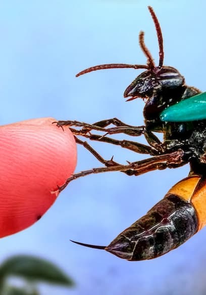 S01:E15 - Stung by a Giant Banded Hornet! poster