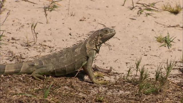 S01:E03 - Everglades Under Siege