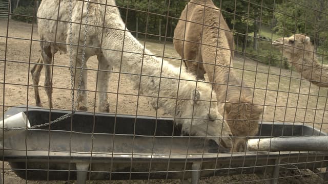 S01:E05 - Bon Appetit