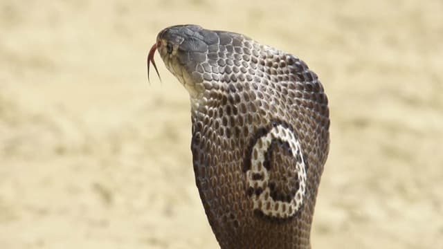 S01:E09 - King Cobra: The Serpent King of Western Thailand’s Forests